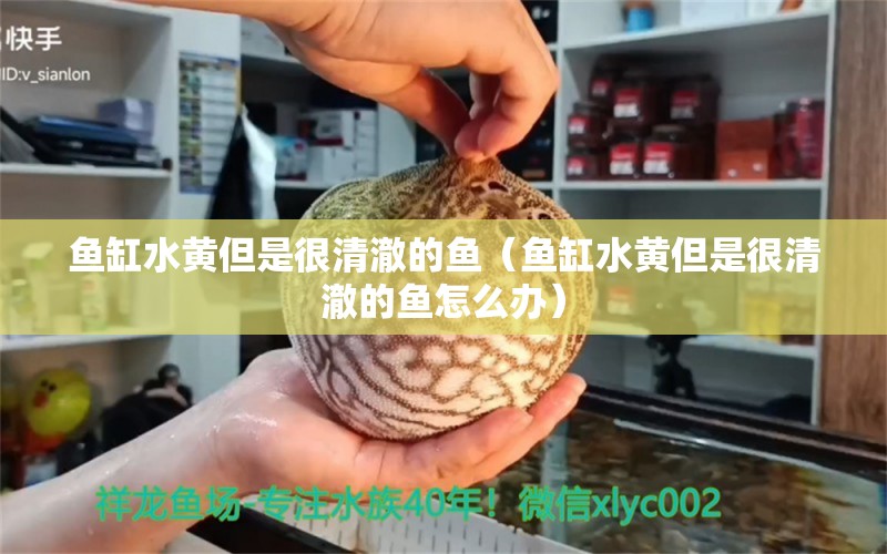 魚缸水黃但是很清澈的魚（魚缸水黃但是很清澈的魚怎么辦） 廣州祥龍國際水族貿(mào)易