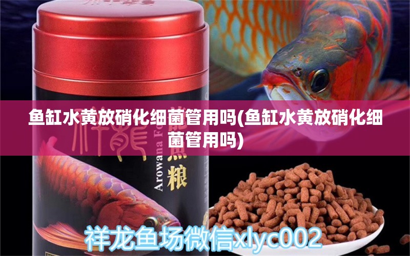 魚缸水黃放硝化細菌管用嗎(魚缸水黃放硝化細菌管用嗎) 硝化細菌