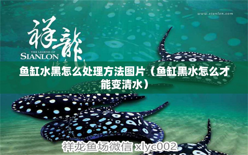 魚缸水黑怎么處理方法圖片（魚缸黑水怎么才能變清水）