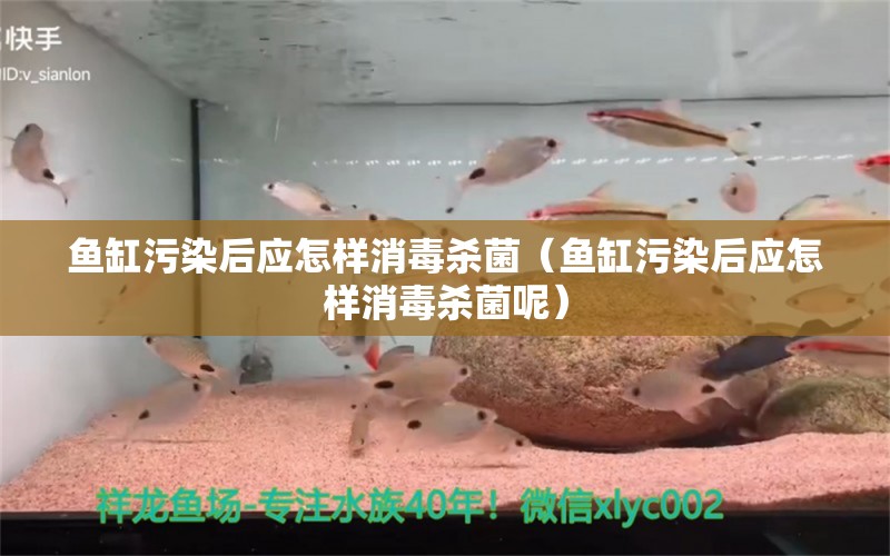 魚缸污染后應(yīng)怎樣消毒殺菌（魚缸污染后應(yīng)怎樣消毒殺菌呢） 祥龍魚場