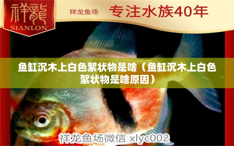 魚缸沉木上白色絮狀物是啥（魚缸沉木上白色絮狀物是啥原因）