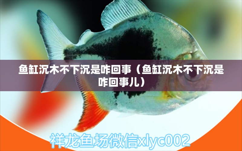 魚缸沉木不下沉是咋回事（魚缸沉木不下沉是咋回事兒）