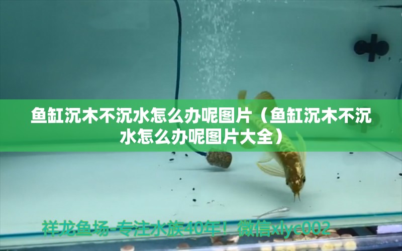 魚缸沉木不沉水怎么辦呢圖片（魚缸沉木不沉水怎么辦呢圖片大全） 其他品牌魚缸