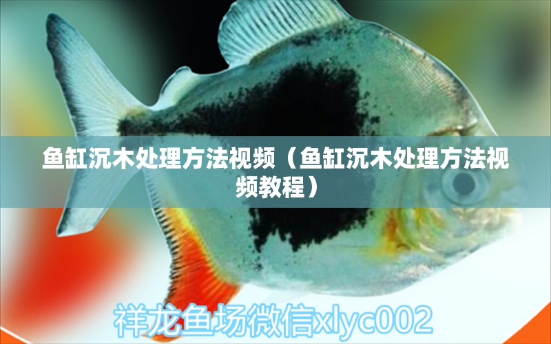 魚缸沉木處理方法視頻（魚缸沉木處理方法視頻教程）