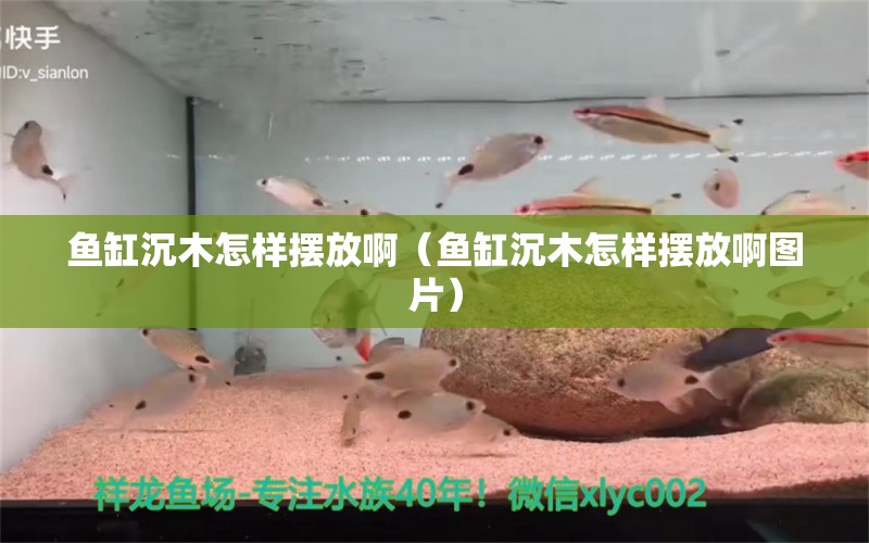 魚缸沉木怎樣擺放?。~缸沉木怎樣擺放啊圖片）