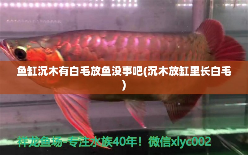 魚缸沉木有白毛放魚沒事吧(沉木放缸里長白毛)