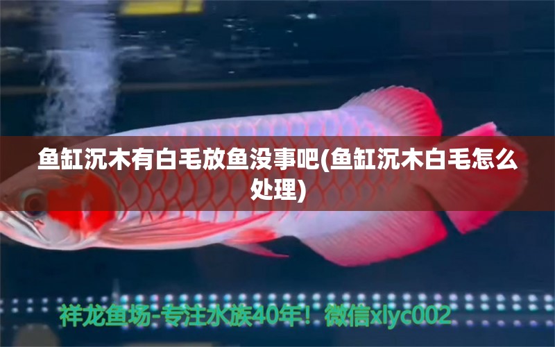 魚缸沉木有白毛放魚沒事吧(魚缸沉木白毛怎么處理)