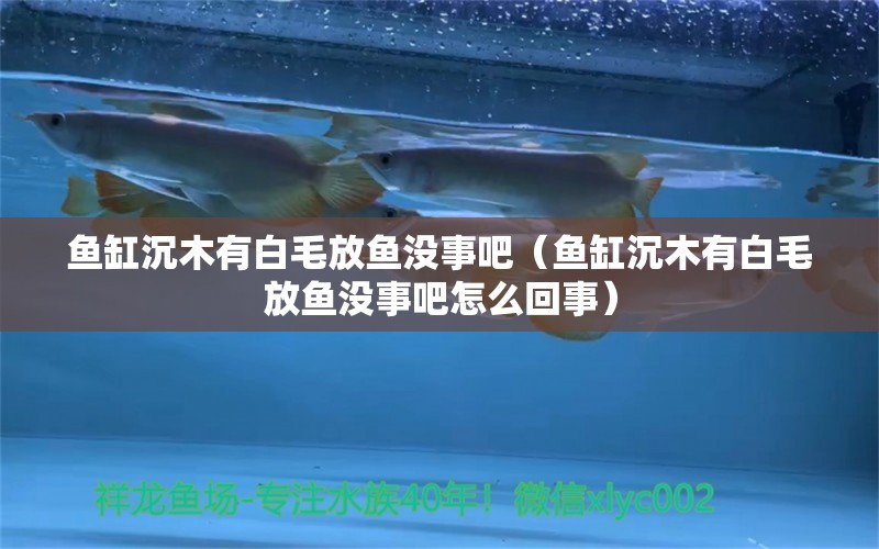 魚缸沉木有白毛放魚沒事吧（魚缸沉木有白毛放魚沒事吧怎么回事）