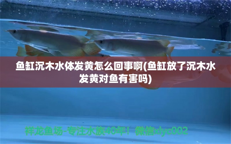 魚(yú)缸沉木水體發(fā)黃怎么回事啊(魚(yú)缸放了沉木水發(fā)黃對(duì)魚(yú)有害嗎) 細(xì)線(xiàn)銀版魚(yú) 第1張