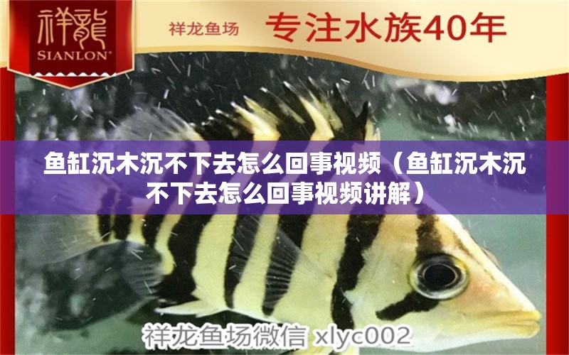 魚缸沉木沉不下去怎么回事視頻（魚缸沉木沉不下去怎么回事視頻講解）