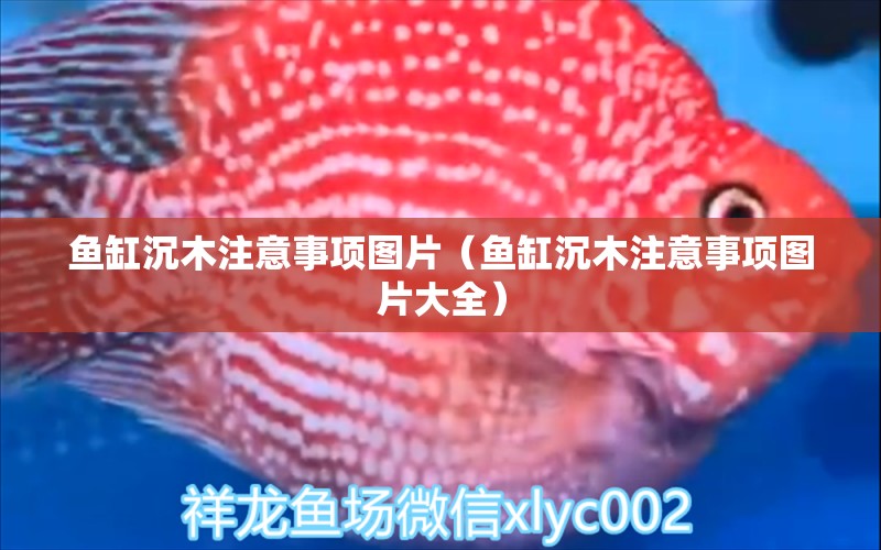 魚缸沉木注意事項圖片（魚缸沉木注意事項圖片大全） 其他品牌魚缸