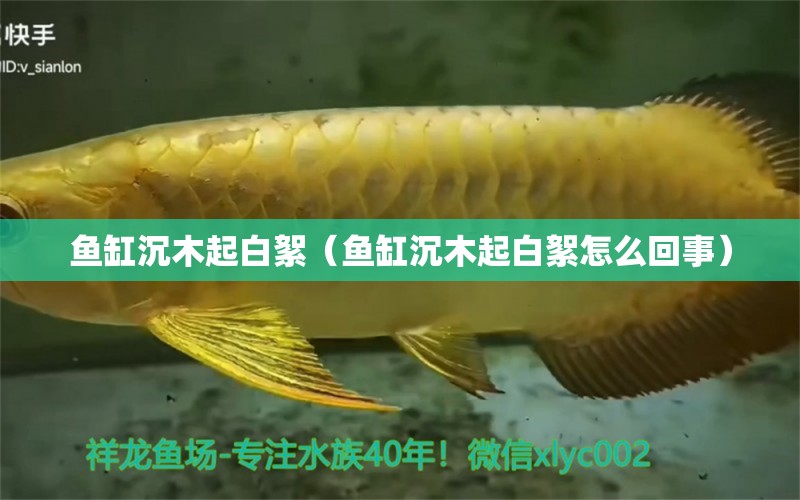 魚缸沉木起白絮（魚缸沉木起白絮怎么回事）