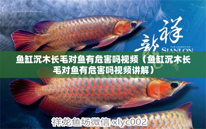 魚缸沉木長毛對魚有危害嗎視頻（魚缸沉木長毛對魚有危害嗎視頻講解）