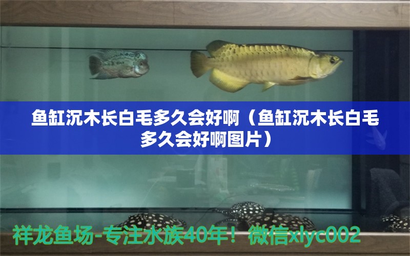 魚缸沉木長白毛多久會好啊（魚缸沉木長白毛多久會好啊圖片） 其他品牌魚缸