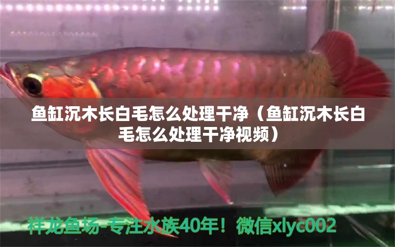 魚缸沉木長白毛怎么處理干凈（魚缸沉木長白毛怎么處理干凈視頻） 其他品牌魚缸