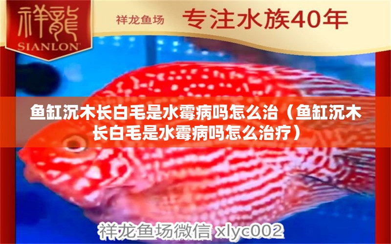 魚缸沉木長白毛是水霉病嗎怎么治（魚缸沉木長白毛是水霉病嗎怎么治療）