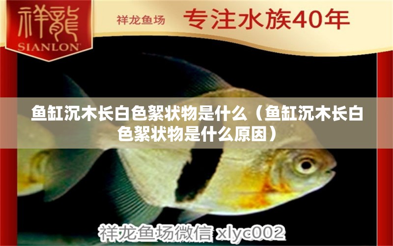 魚缸沉木長白色絮狀物是什么（魚缸沉木長白色絮狀物是什么原因）