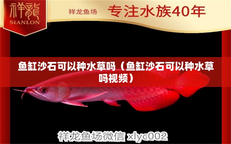 魚缸沙石可以種水草嗎（魚缸沙石可以種水草嗎視頻） 水草