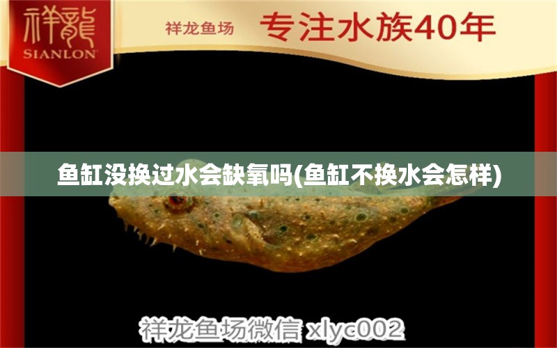 魚缸沒換過水會(huì)缺氧嗎(魚缸不換水會(huì)怎樣)