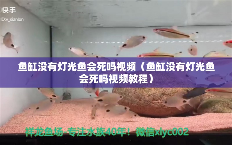 魚缸沒有燈光魚會死嗎視頻（魚缸沒有燈光魚會死嗎視頻教程） 七紋巨鯉魚