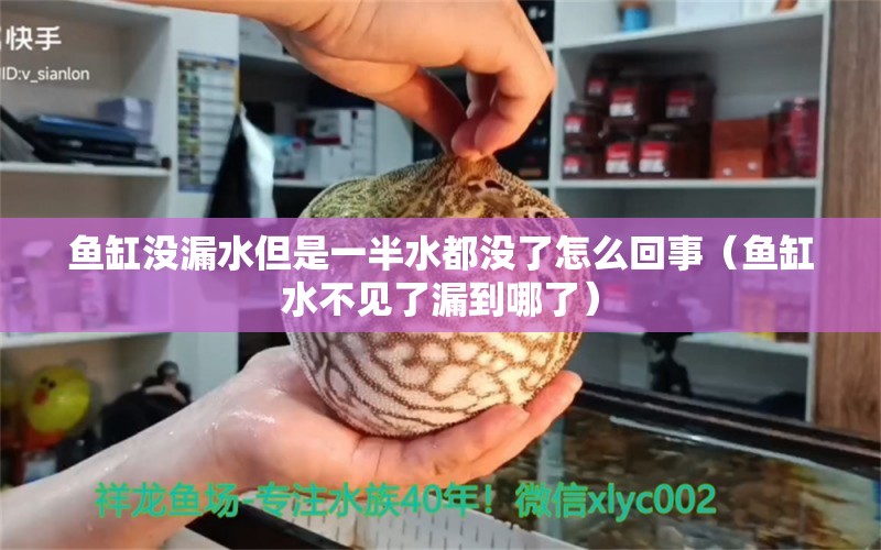 魚缸沒漏水但是一半水都沒了怎么回事（魚缸水不見了漏到哪了） 廣州觀賞魚批發(fā)市場(chǎng)