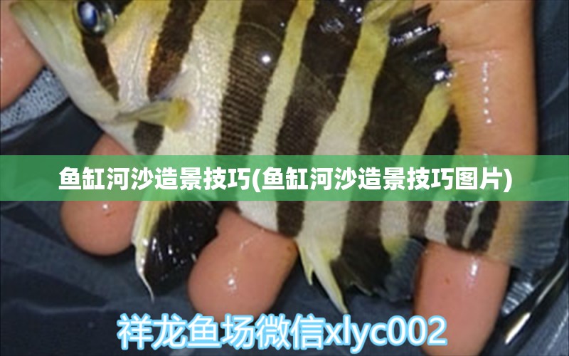 魚缸河沙造景技巧(魚缸河沙造景技巧圖片)