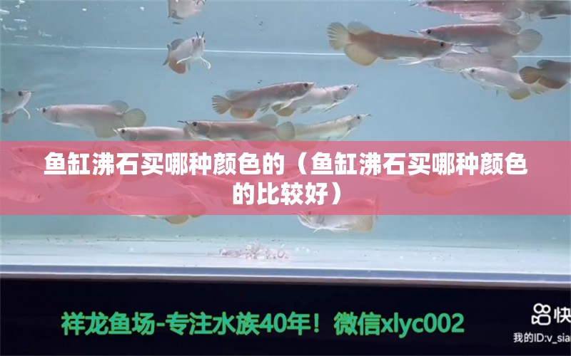 魚缸沸石買哪種顏色的（魚缸沸石買哪種顏色的比較好） 泰國虎魚（泰虎）