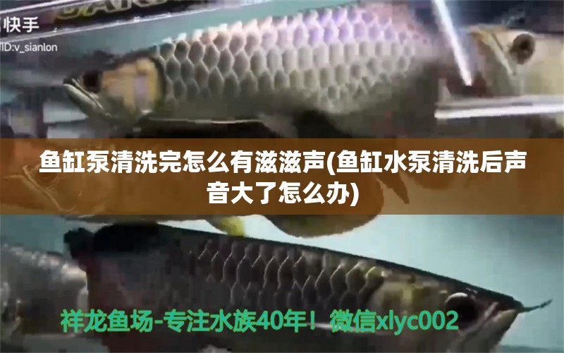 魚缸泵清洗完怎么有滋滋聲(魚缸水泵清洗后聲音大了怎么辦) 魚缸水泵