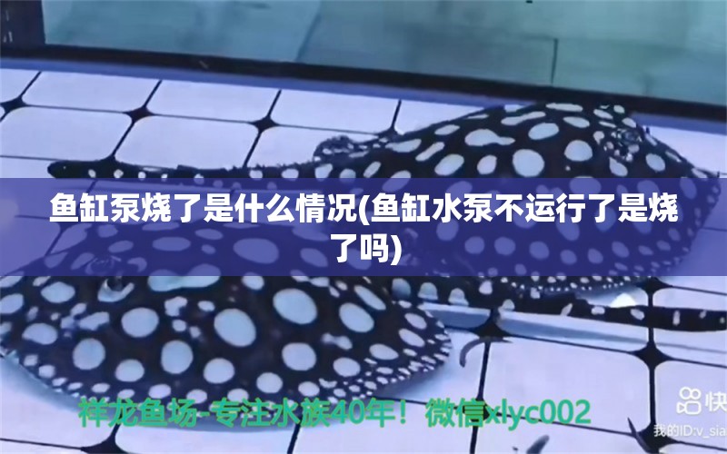 魚缸泵燒了是什么情況(魚缸水泵不運(yùn)行了是燒了嗎) 魚缸水泵 第1張