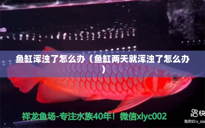 魚(yú)缸渾濁了怎么辦（魚(yú)缸兩天就渾濁了怎么辦）