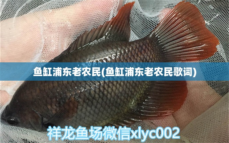 魚缸浦東老農(nóng)民(魚缸浦東老農(nóng)民歌詞) 古典過背金龍魚