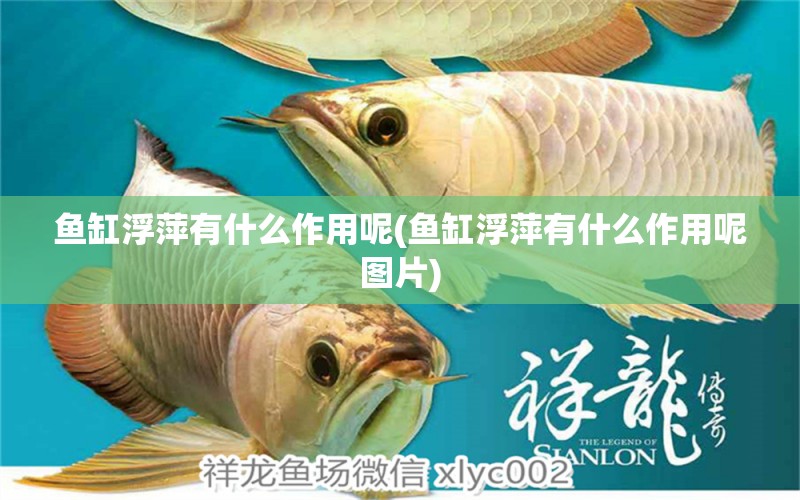 魚缸浮萍有什么作用呢(魚缸浮萍有什么作用呢圖片) 魚缸清潔用具