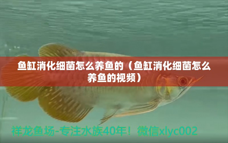 魚缸消化細(xì)菌怎么養(yǎng)魚的（魚缸消化細(xì)菌怎么養(yǎng)魚的視頻）