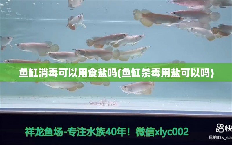 魚(yú)缸消毒可以用食鹽嗎(魚(yú)缸殺毒用鹽可以嗎) 白子金龍魚(yú) 第1張