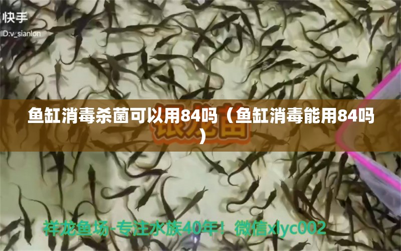 魚缸消毒殺菌可以用84嗎（魚缸消毒能用84嗎）