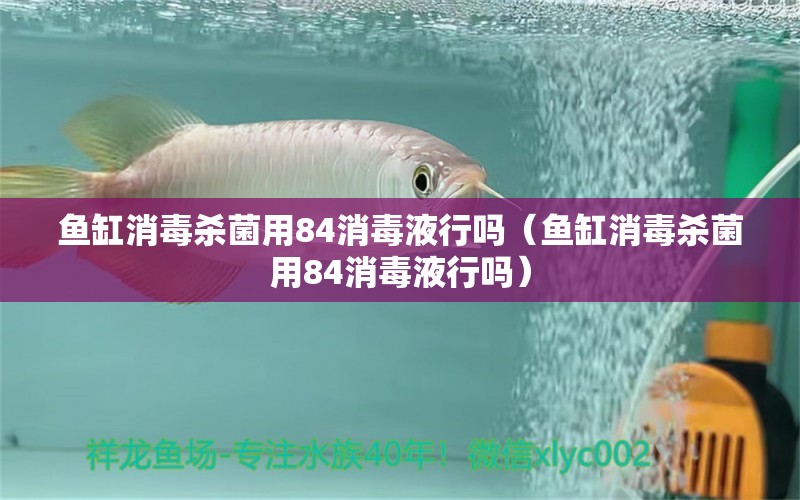 魚(yú)缸消毒殺菌用84消毒液行嗎（魚(yú)缸消毒殺菌用84消毒液行嗎） 進(jìn)口元寶鳳凰魚(yú)