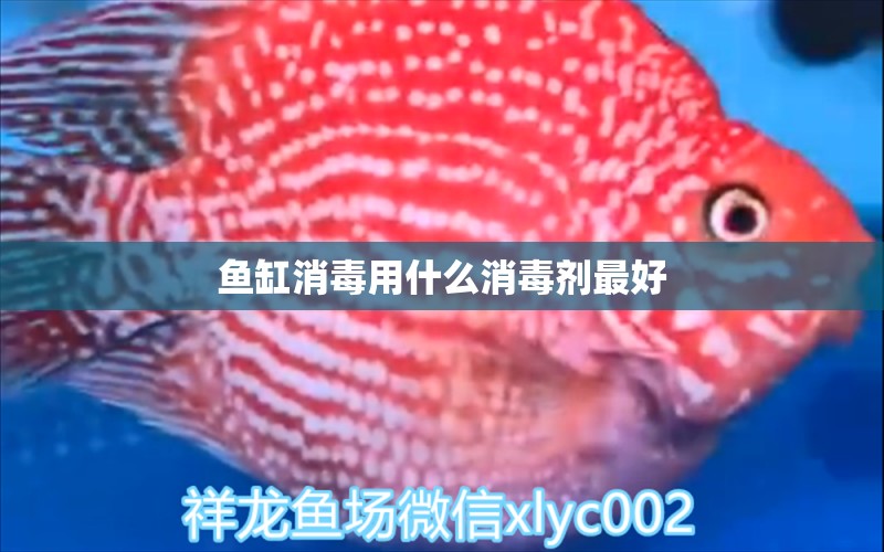 魚缸消毒用什么消毒劑最好