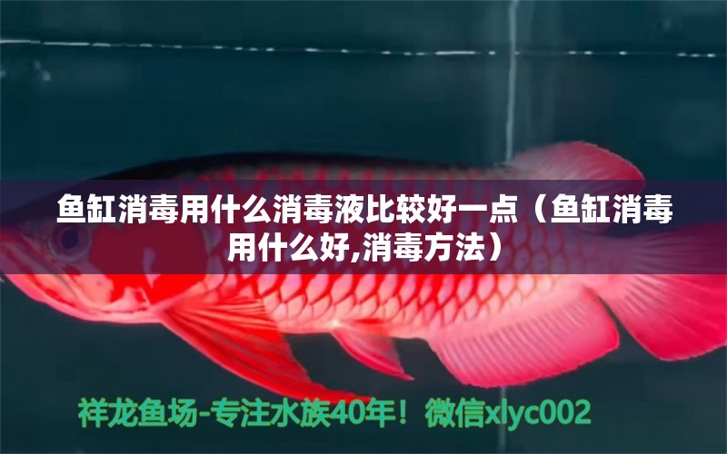 魚缸消毒用什么消毒液比較好一點(diǎn)（魚缸消毒用什么好,消毒方法） BD魟魚