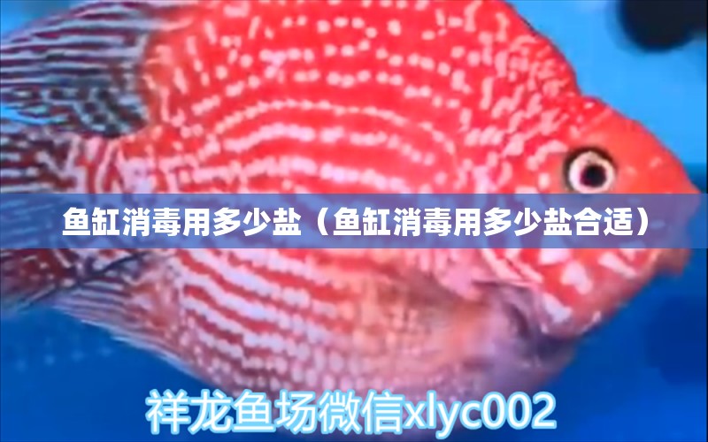 魚缸消毒用多少鹽（魚缸消毒用多少鹽合適） 祥龍金禾金龍魚