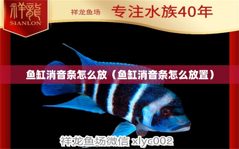 魚缸消音條怎么放（魚缸消音條怎么放置） 祥龍魚場(chǎng)