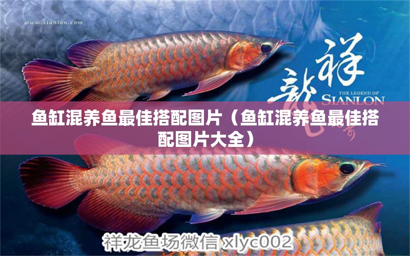 魚缸混養(yǎng)魚最佳搭配圖片（魚缸混養(yǎng)魚最佳搭配圖片大全）