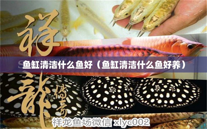 魚缸清潔什么魚好（魚缸清潔什么魚好養(yǎng)）