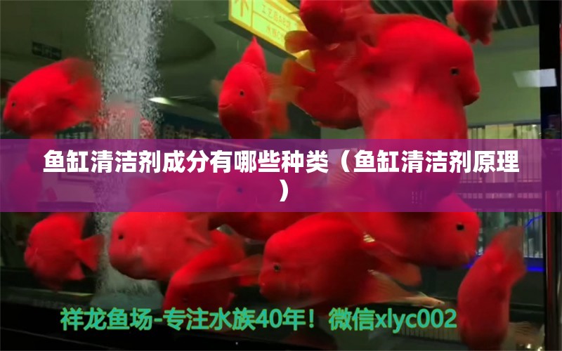 魚缸清潔劑成分有哪些種類（魚缸清潔劑原理）