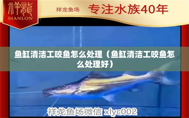 魚缸清潔工咬魚怎么處理（魚缸清潔工咬魚怎么處理好）