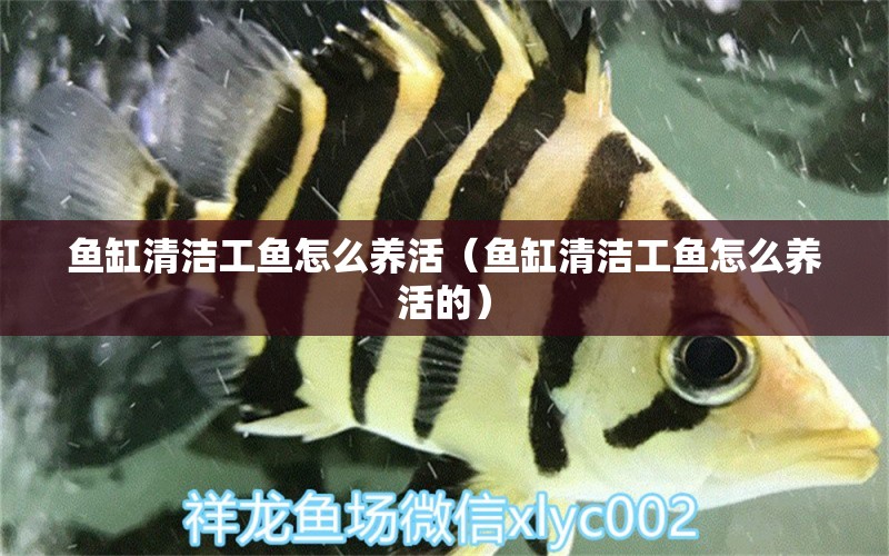 魚缸清潔工魚怎么養(yǎng)活（魚缸清潔工魚怎么養(yǎng)活的） 大日玉鯖魚 第1張