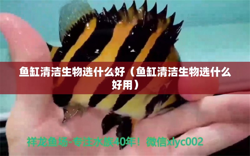 魚缸清潔生物選什么好（魚缸清潔生物選什么好用）