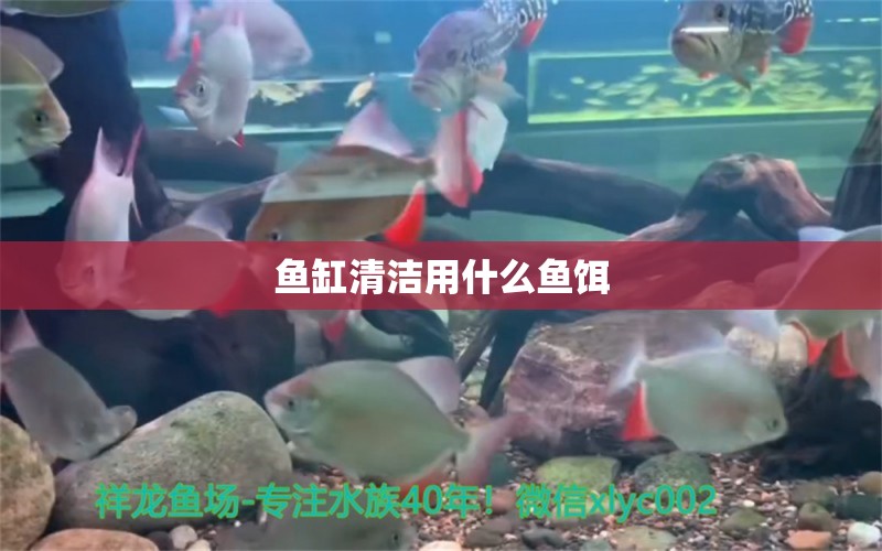 魚缸清潔用什么魚餌