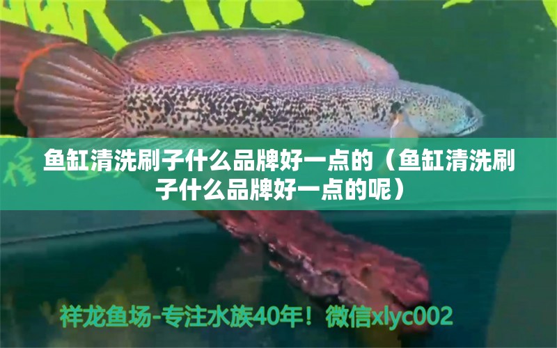 魚缸清洗刷子什么品牌好一點(diǎn)的（魚缸清洗刷子什么品牌好一點(diǎn)的呢） 印尼虎苗