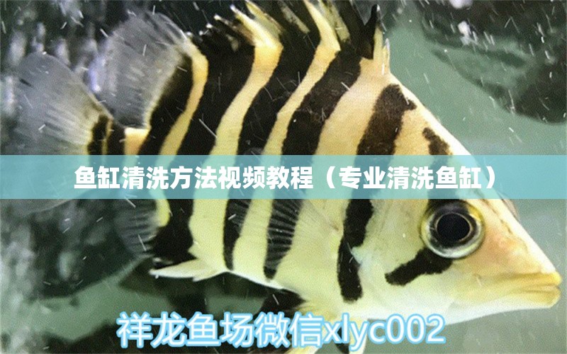 魚缸清洗方法視頻教程（專業(yè)清洗魚缸）