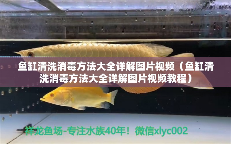 魚缸清洗消毒方法大全詳解圖片視頻（魚缸清洗消毒方法大全詳解圖片視頻教程）